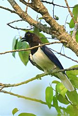 Curl-crested Jay